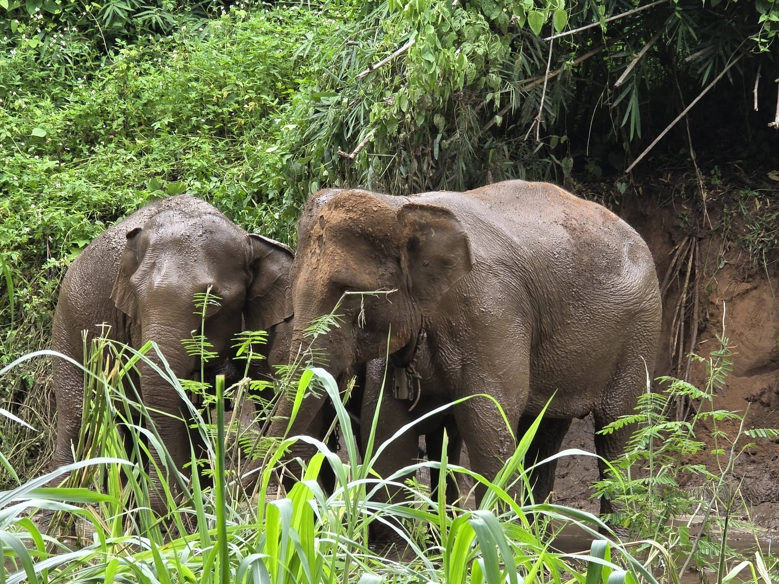 Two of the elephants standing close together, muddy, at Trunk Heaven