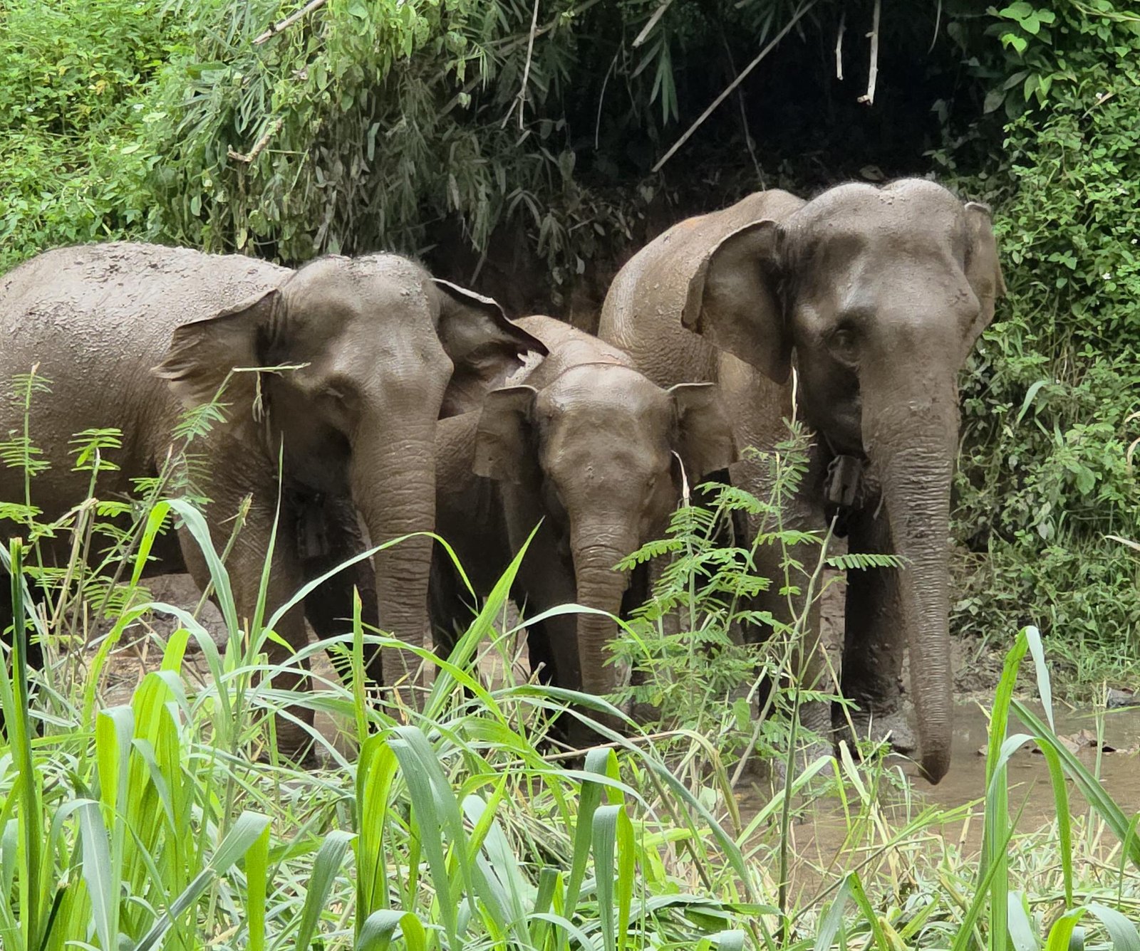 Mo Ngae Po, Mali and Chicha standing together in tall grass at Trunk Heaven