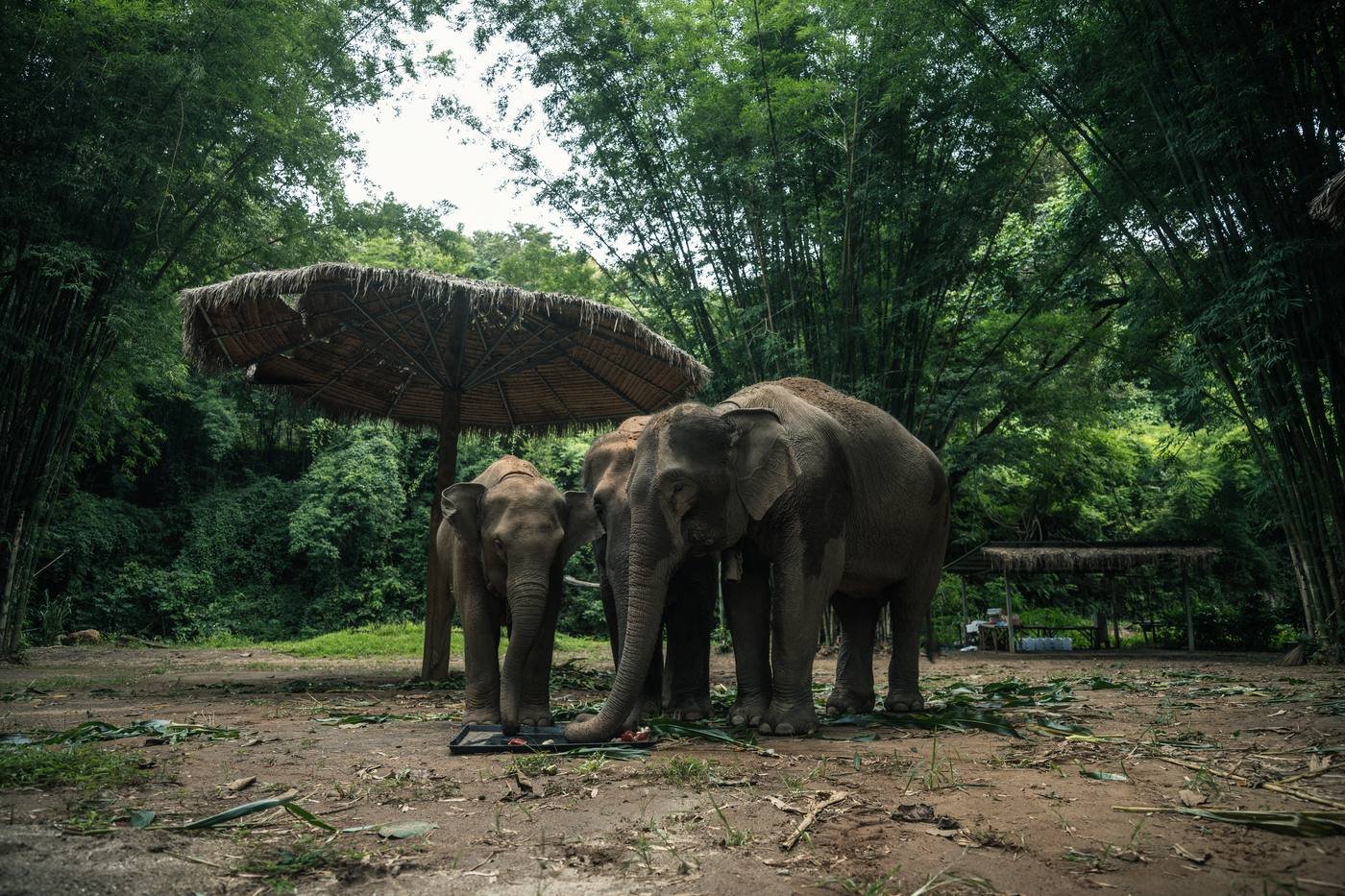 Three elephants eating from a tray in a bamboo grove beside a thatched shelter