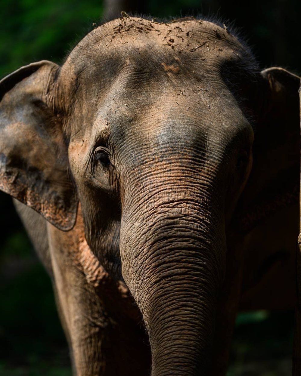Close-up of Chicha facing the camera in dappled forest light