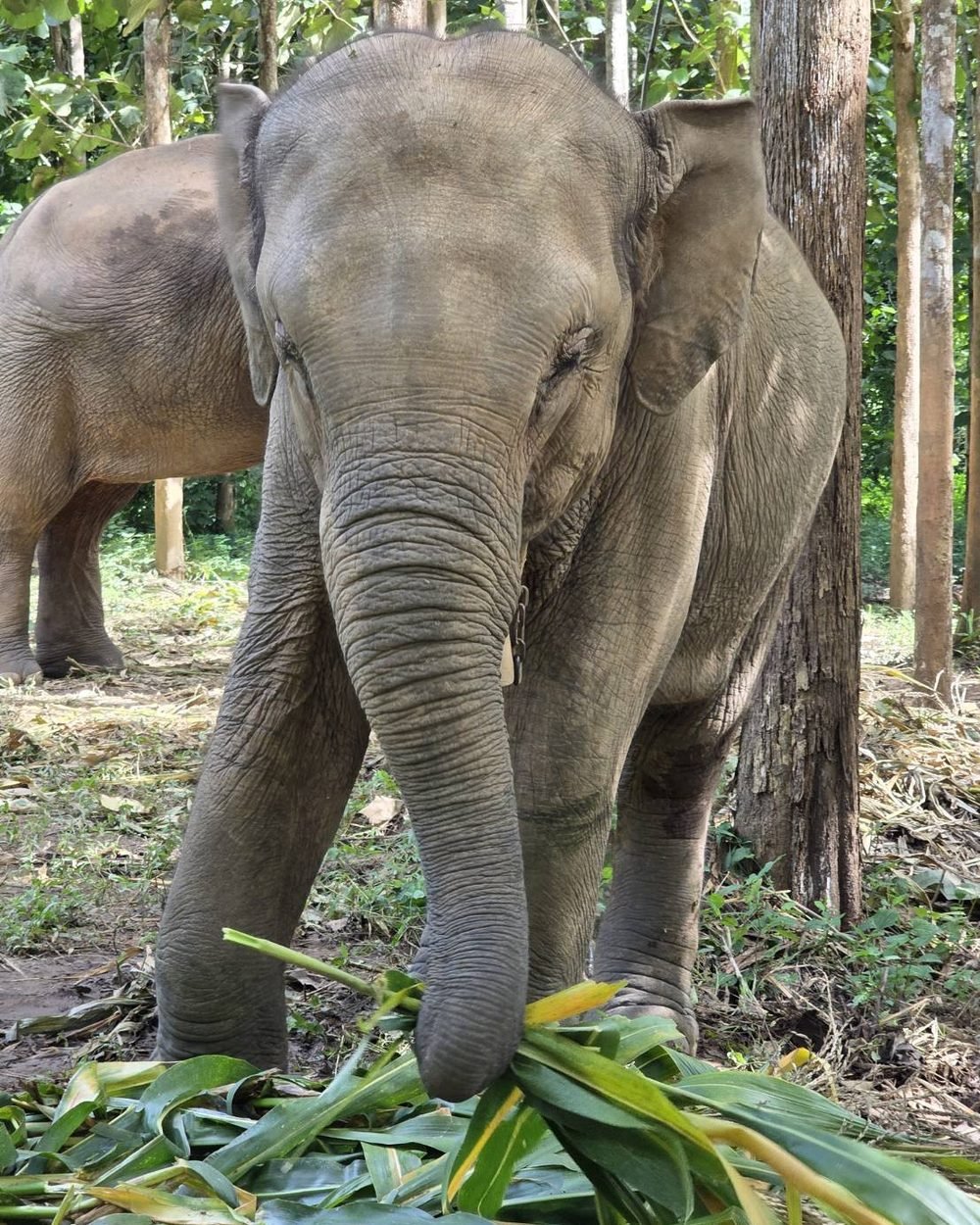 Mali holding a bundle of corn leaves in her trunk, with another elephant behind her
